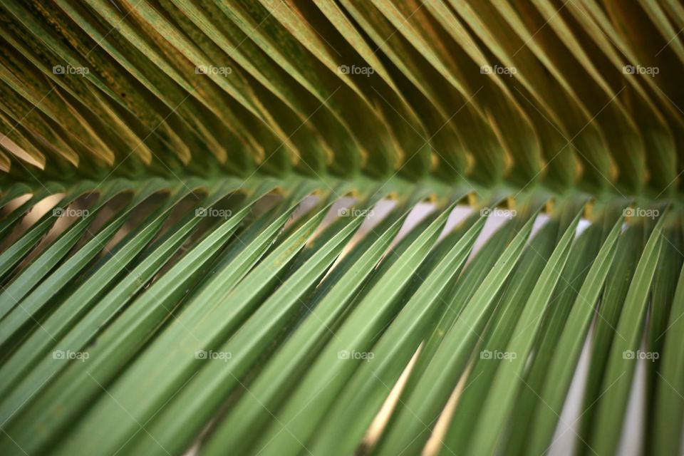 Leaf of palm