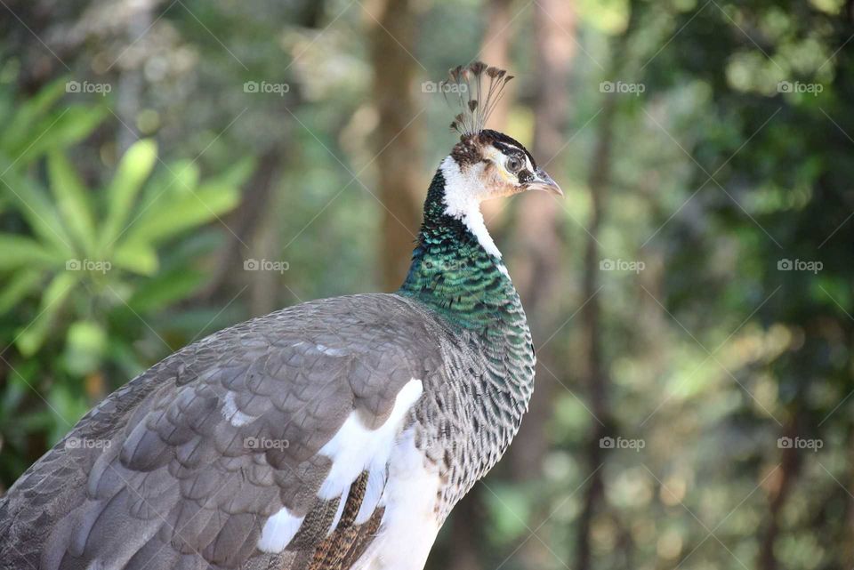 Peacock