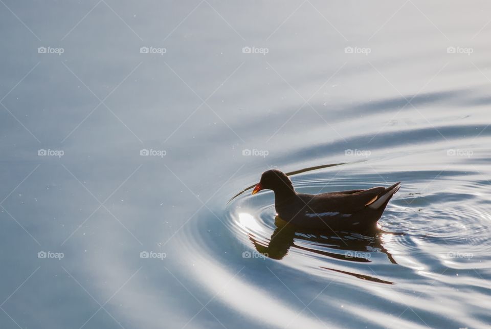Bird in water making ripples 