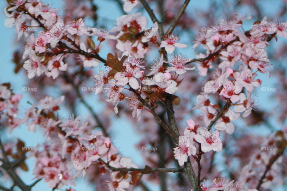 March Blooms 