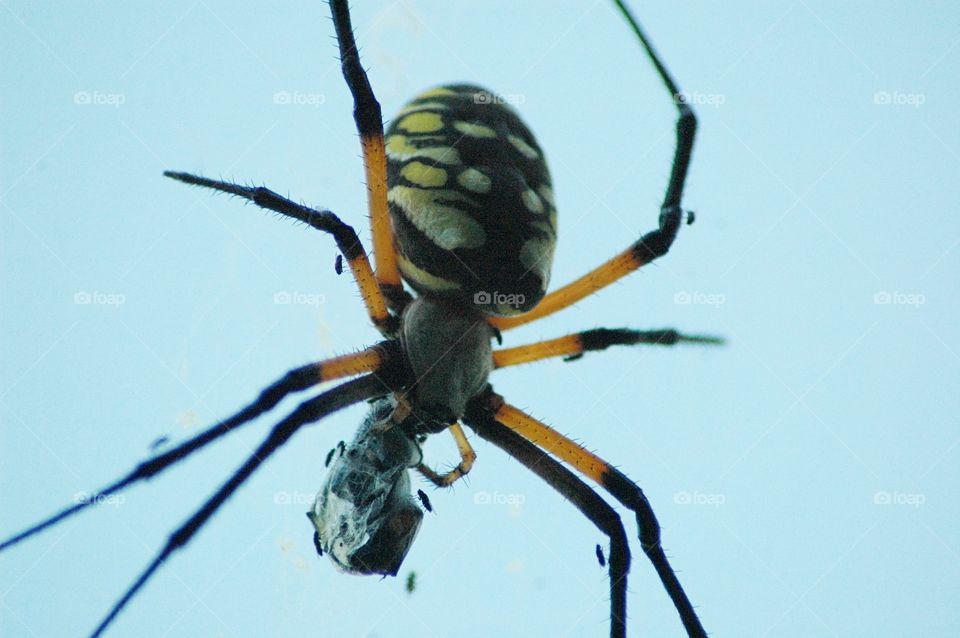 orb weaver