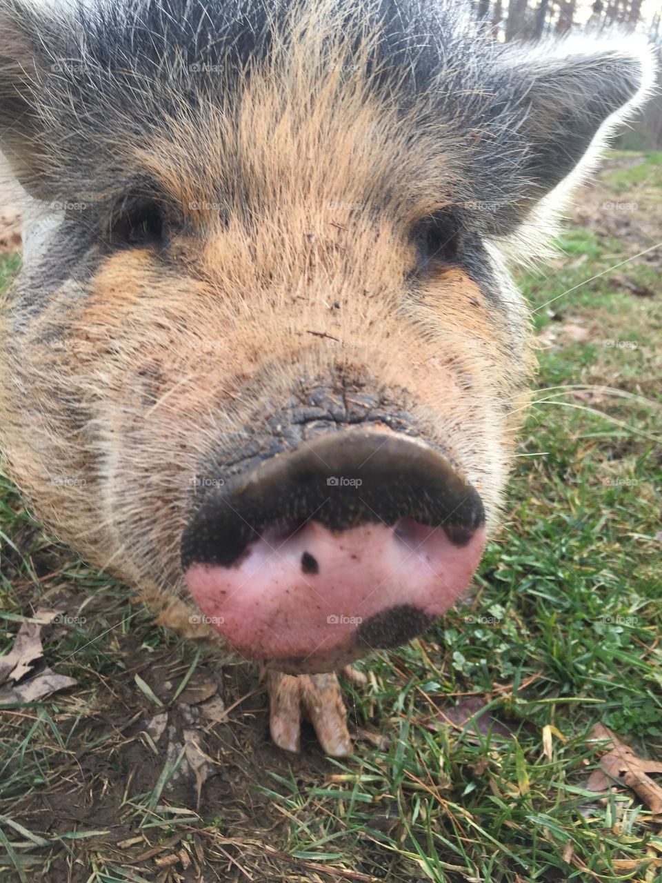 Adorable pig on the farm!