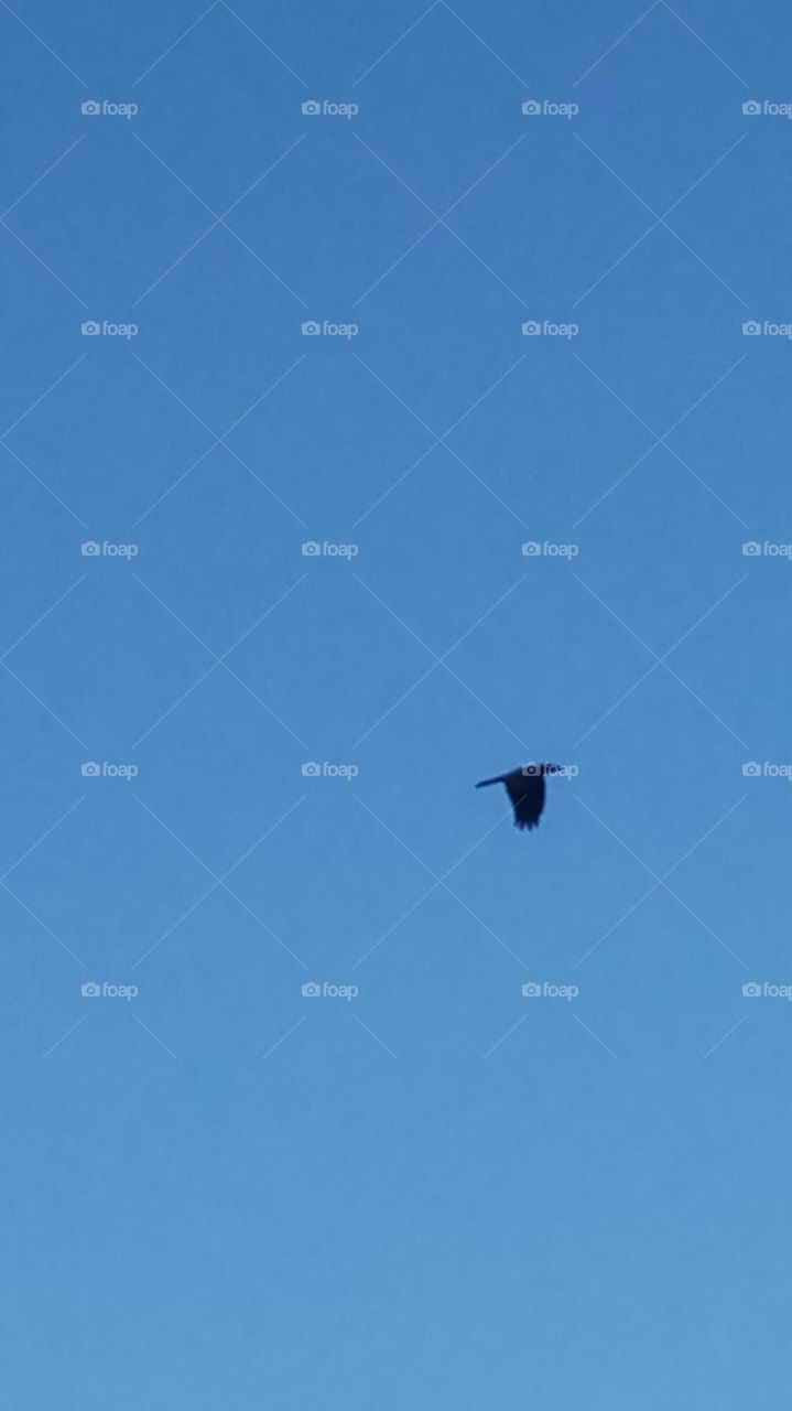 The bird is fly on the sky very nice