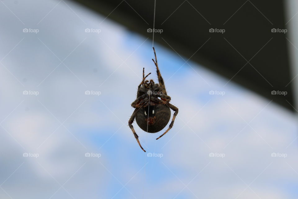 Spider