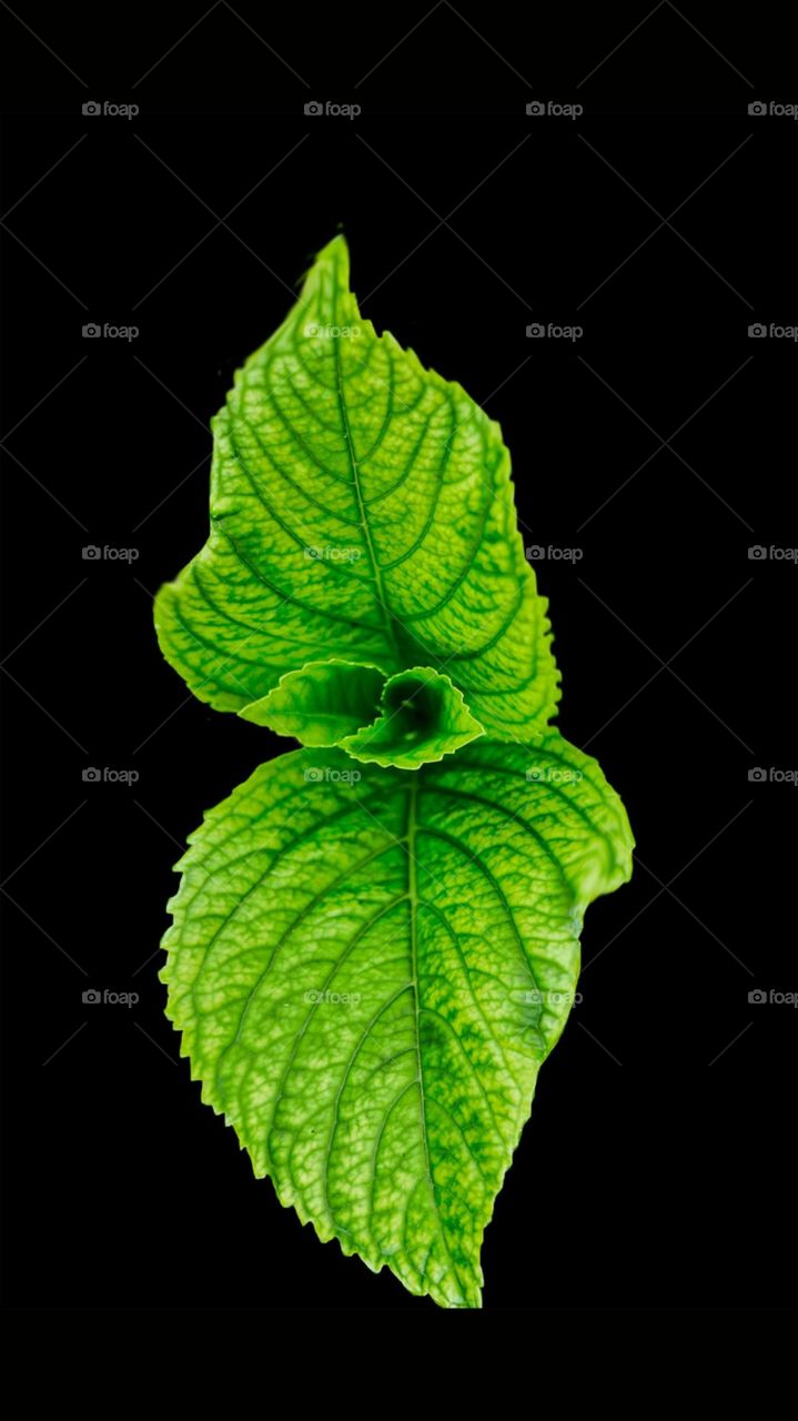 green leaf with black background