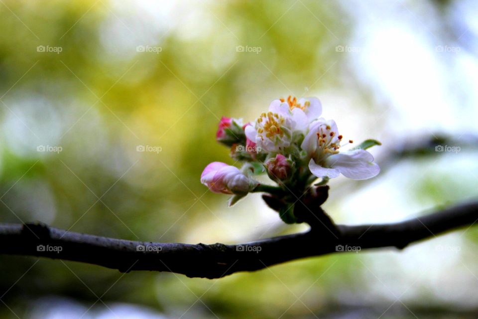 apple blossoms