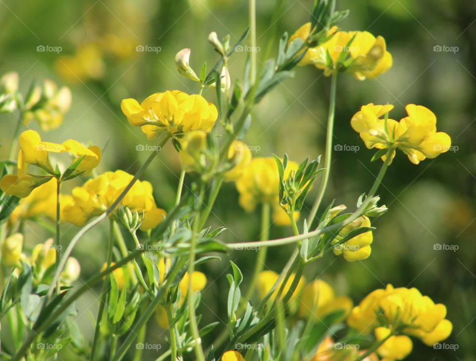 Bright yellow wildflowers in June 