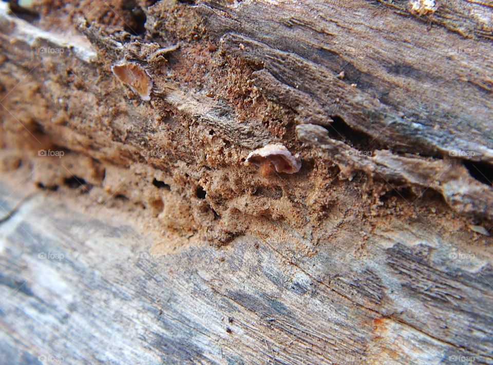 Wood has been caused by termite