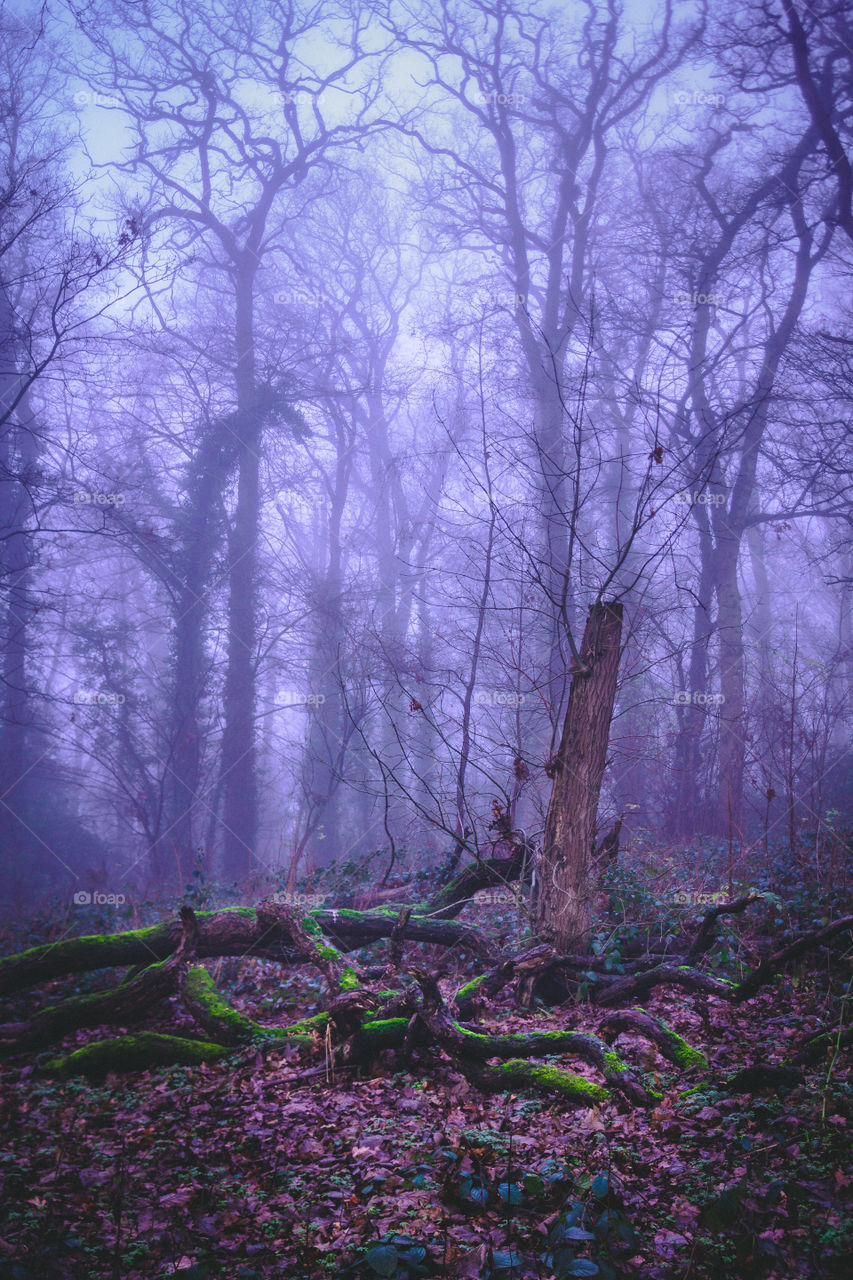 woodland photo on a misty morning