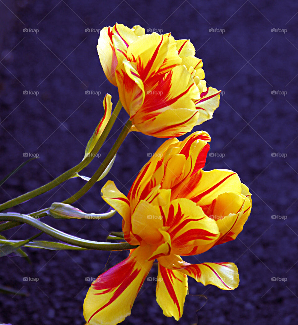 Two colored tulips. 