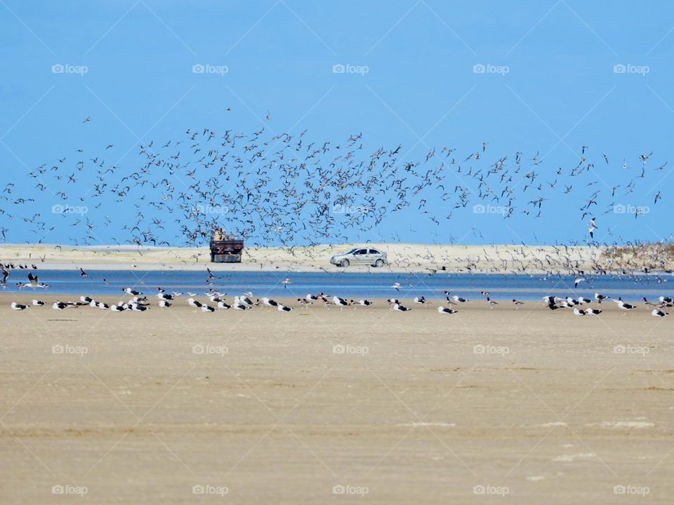 A stunning coastal scene captures a flock of birds flying towards the blue sky, with a white vehicle parked in the middle of the sandy beach, framed by the calm blue waters and distant sandbanks.