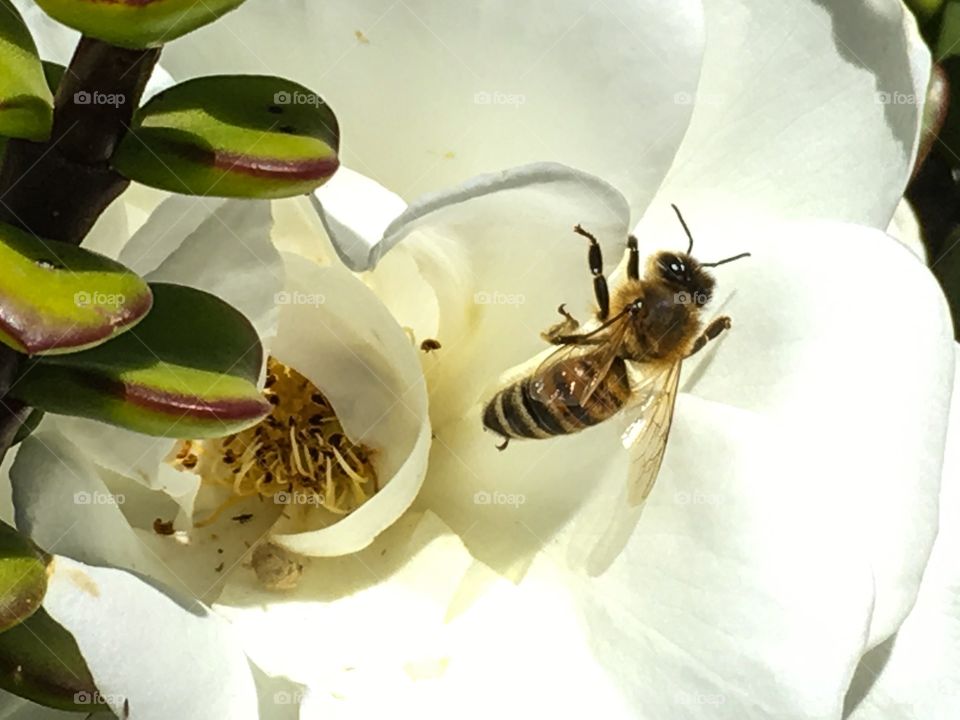 Hover fly on an orange blossom
Closeup