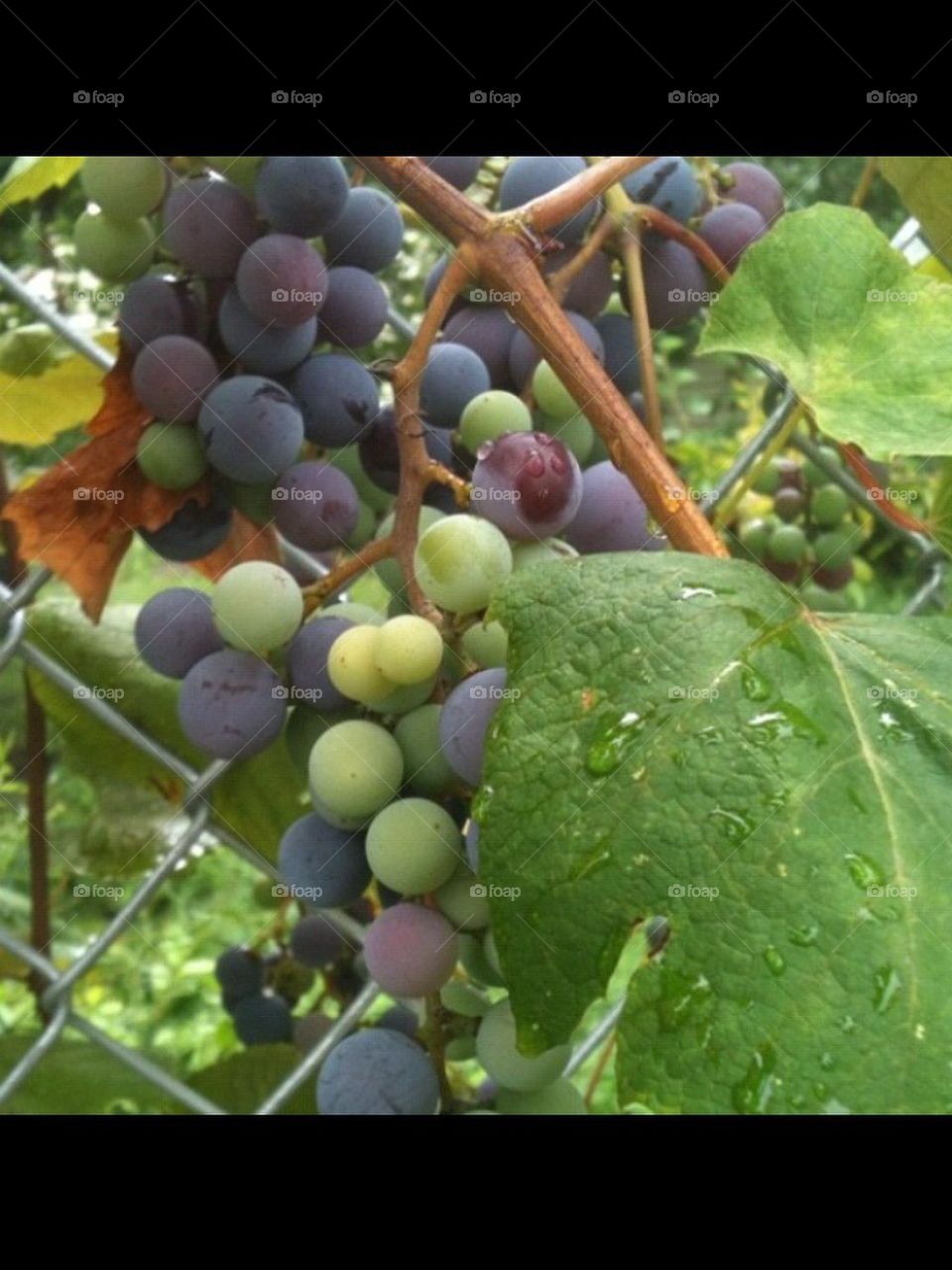 grapes