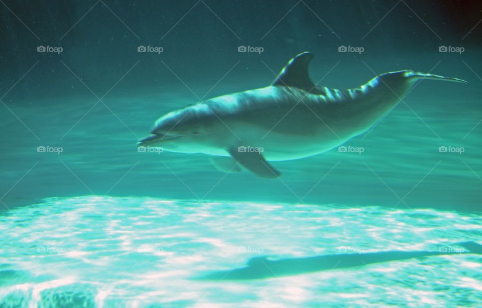 Dolphin swimming underwater