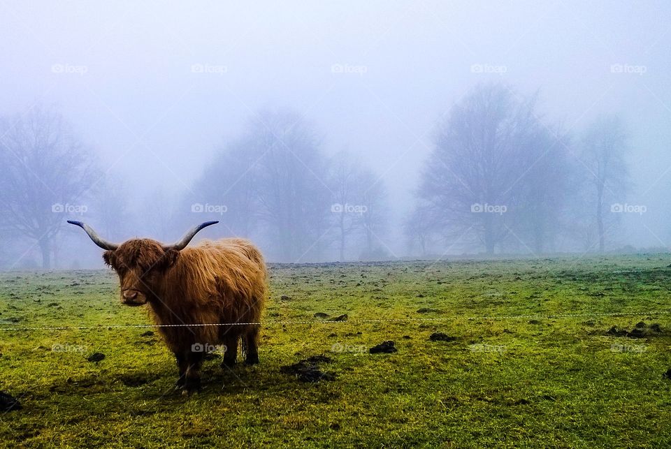 Bull . Bull with long horns