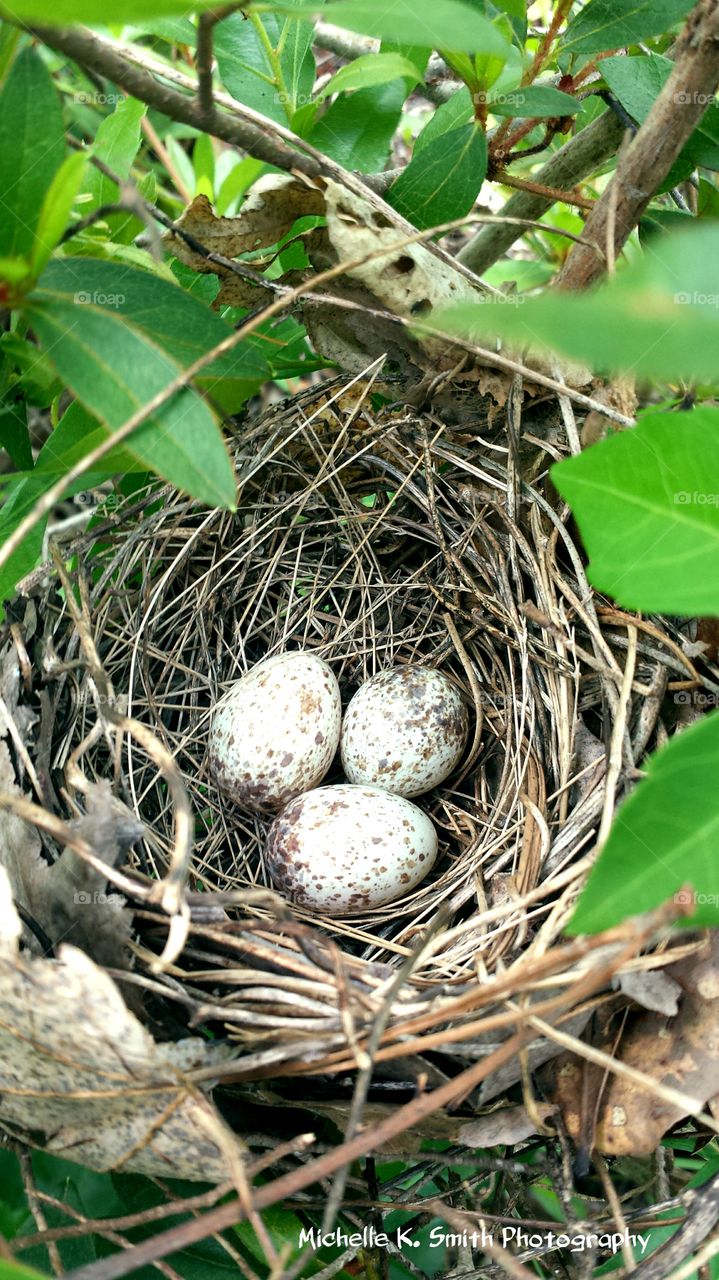 Bird's Nest with Eggs