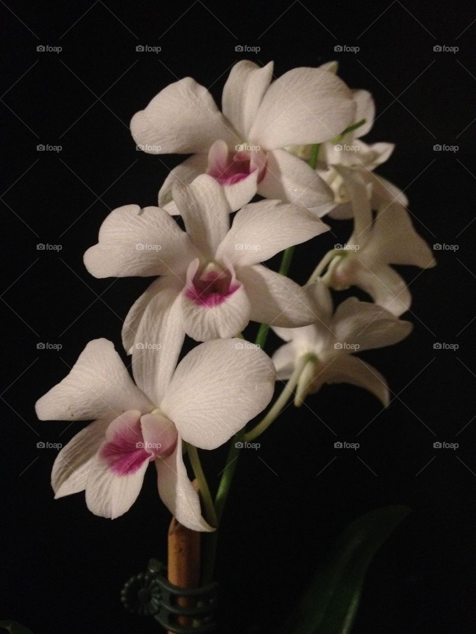 Mini dendrobium 