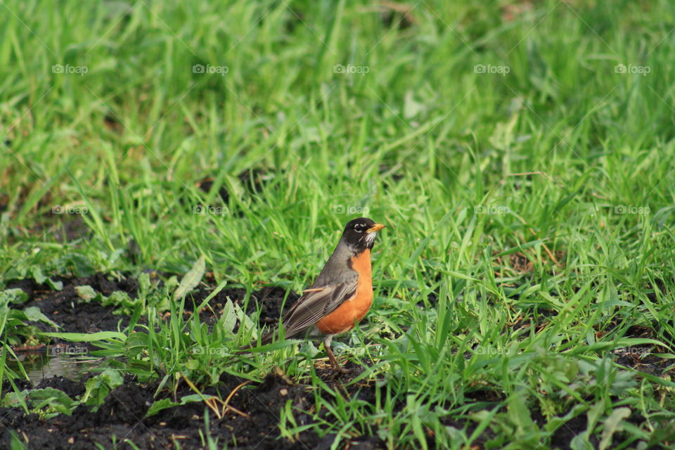 Robin in the grass