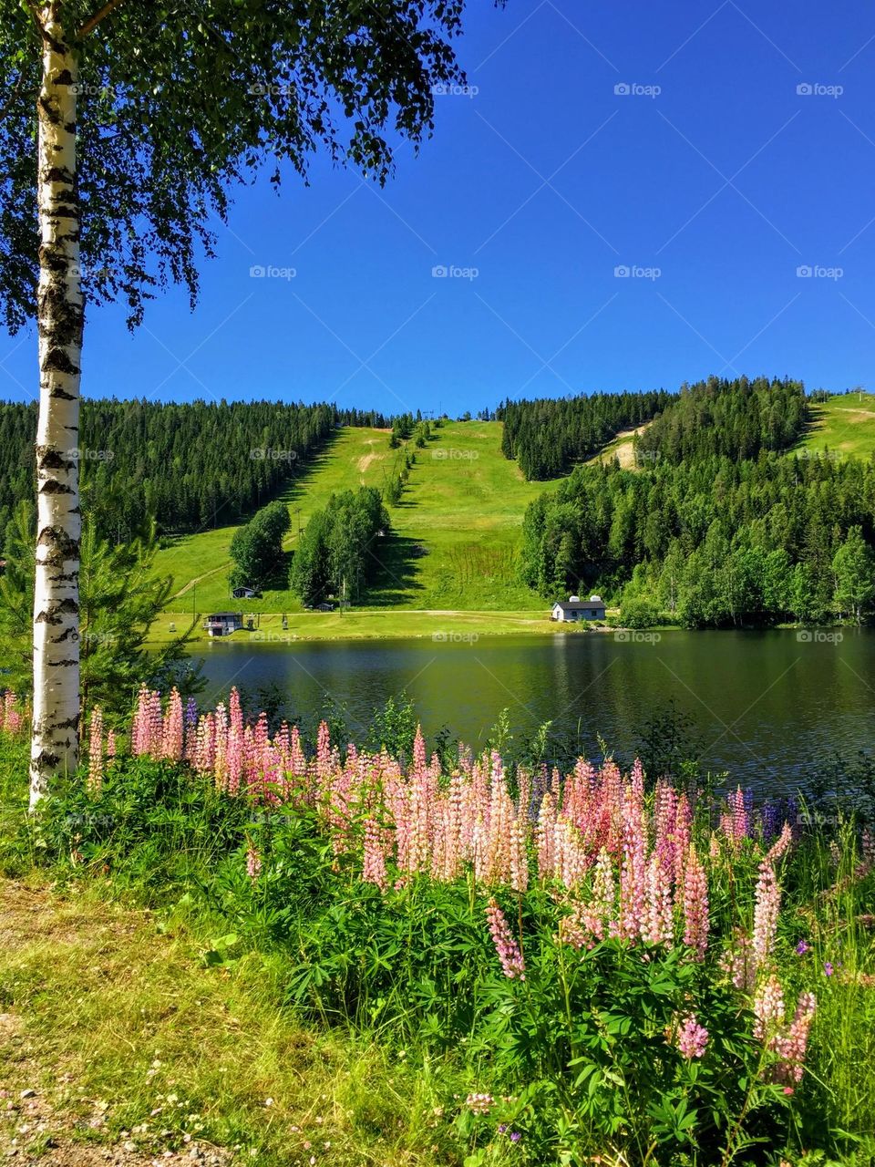 Beautiful Finnish lake landscape with the birch tree and blooming lupine flowers