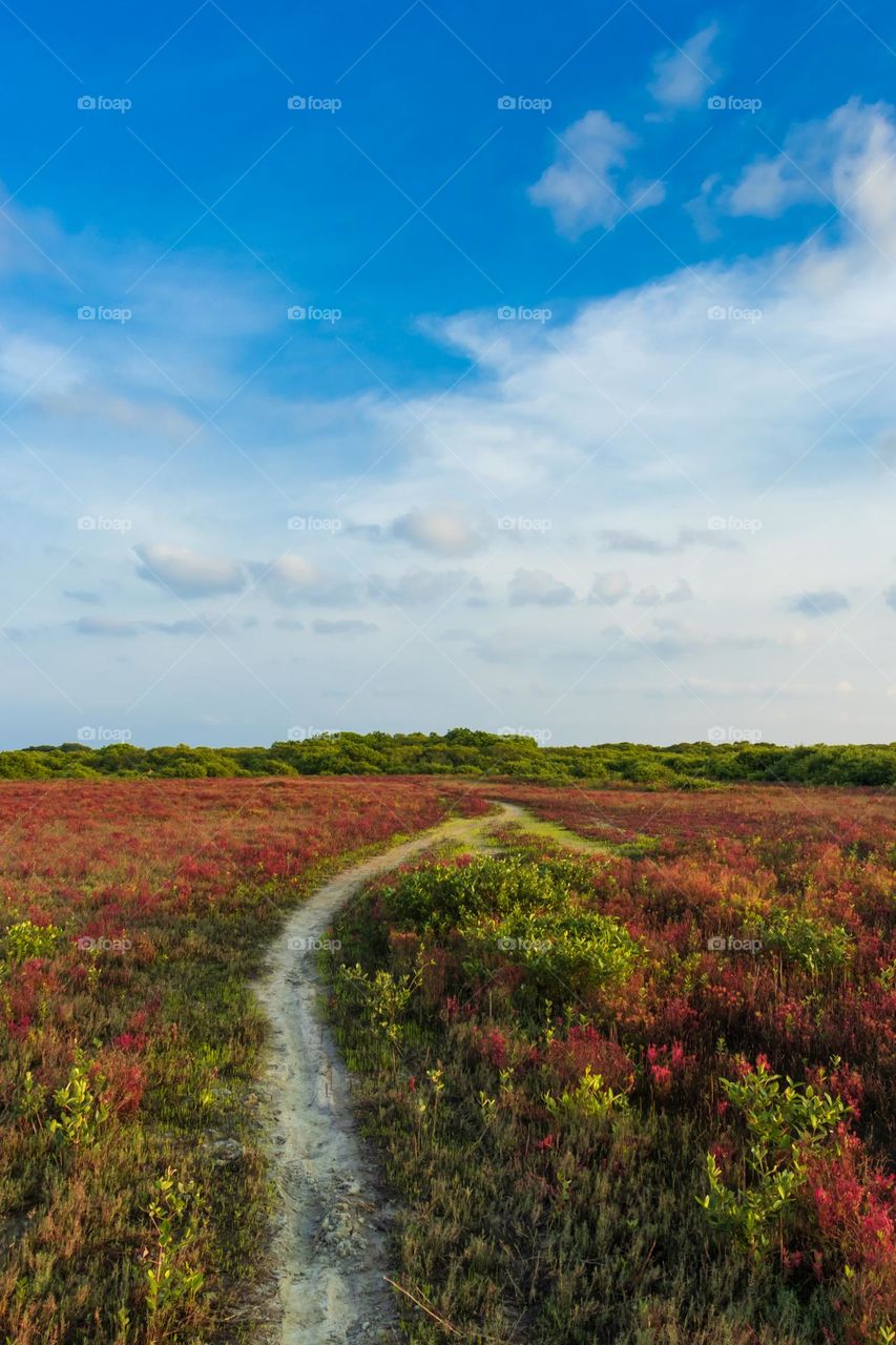 Walk through the heaven. Path leading in to the bushes with surrounding with beautiful colours. Day at Jaffna peninsula, Sri Lanka.