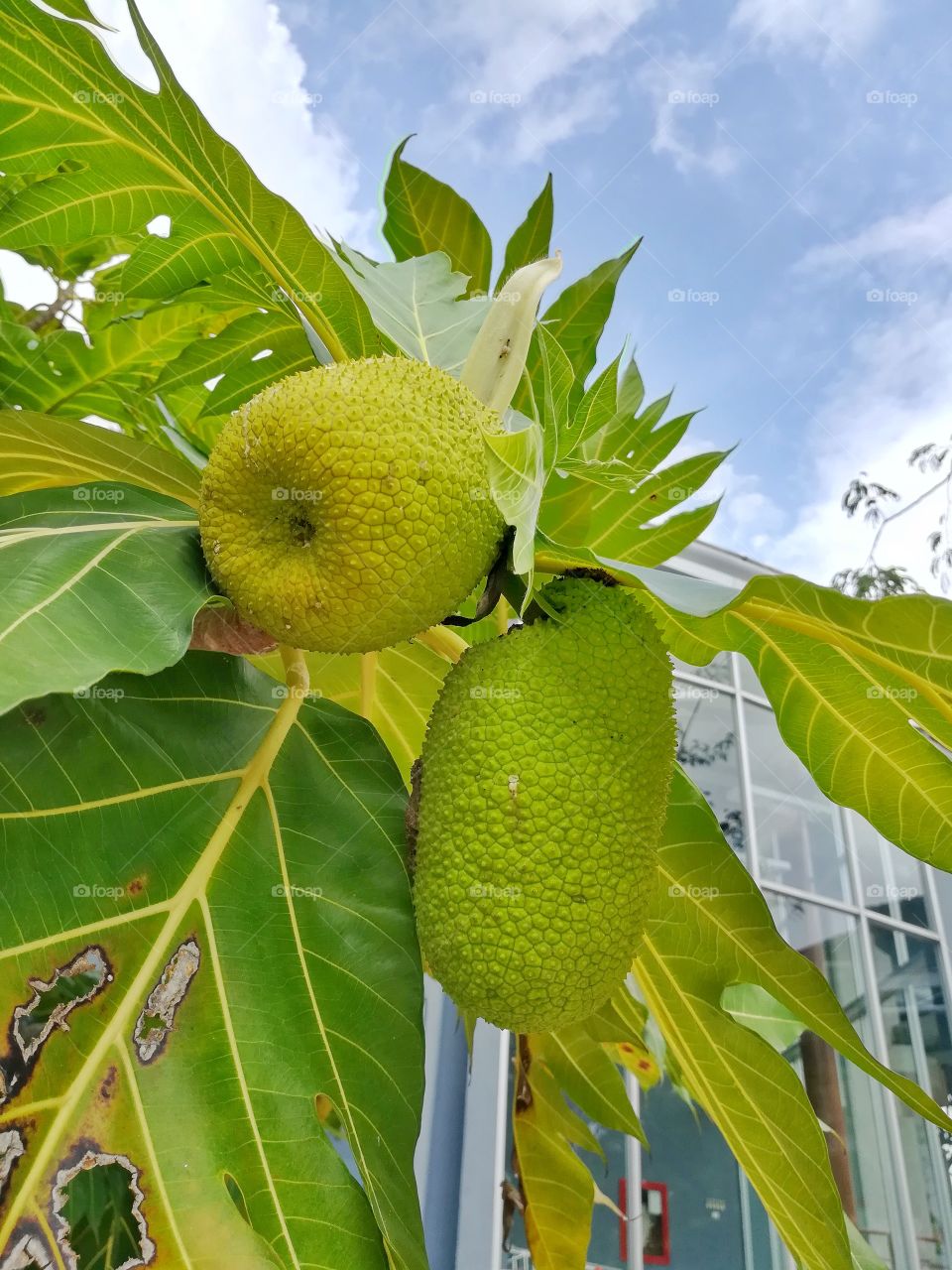 Tropical, Leaf, Nature, No Person, Food