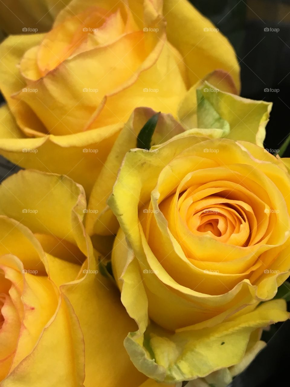 Yellow Roses
