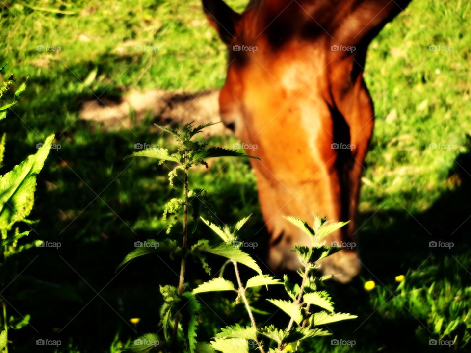 horse durning the folden hour