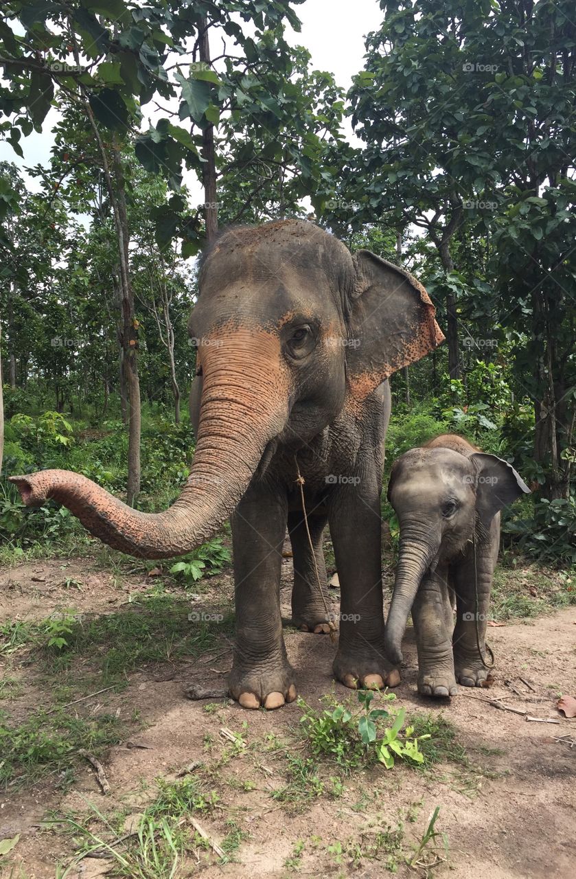 Elephant Sanctuary Chiangmai cute