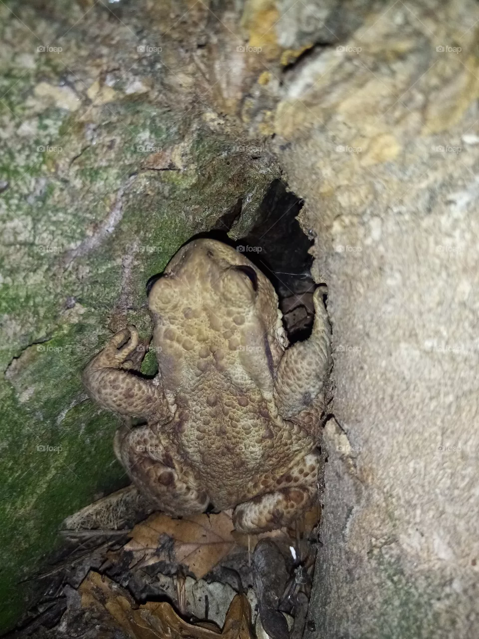 Frosch