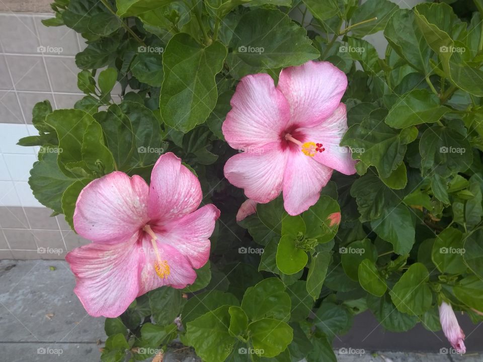 Pink hibiscus flowers.