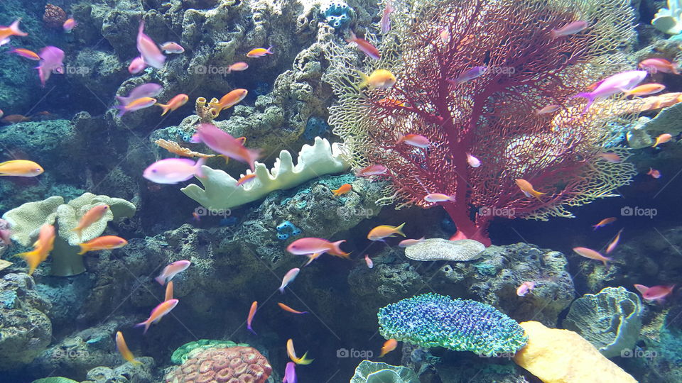 South Pacific Fish and Coral