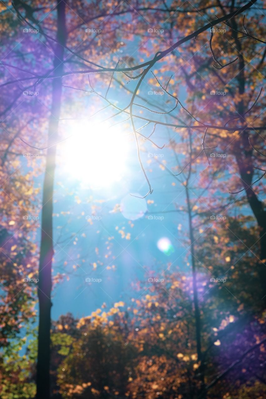 Hiking On The Trail With The Fall Leaves And Sunshine In Cold Harbor Springs New York 