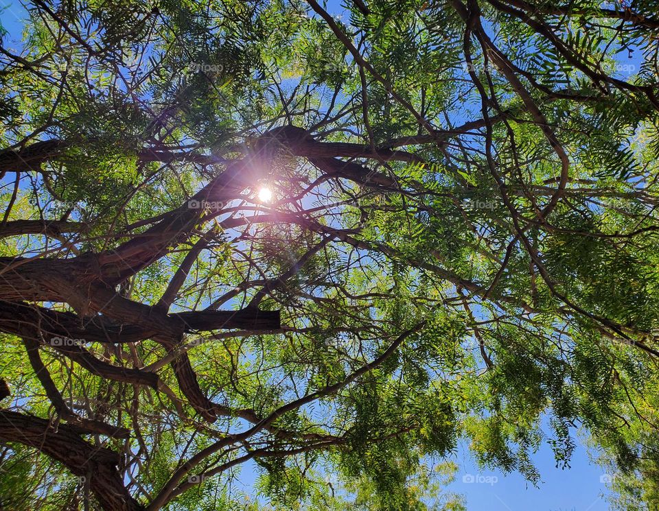 Sunlight Streaming Through the Branches