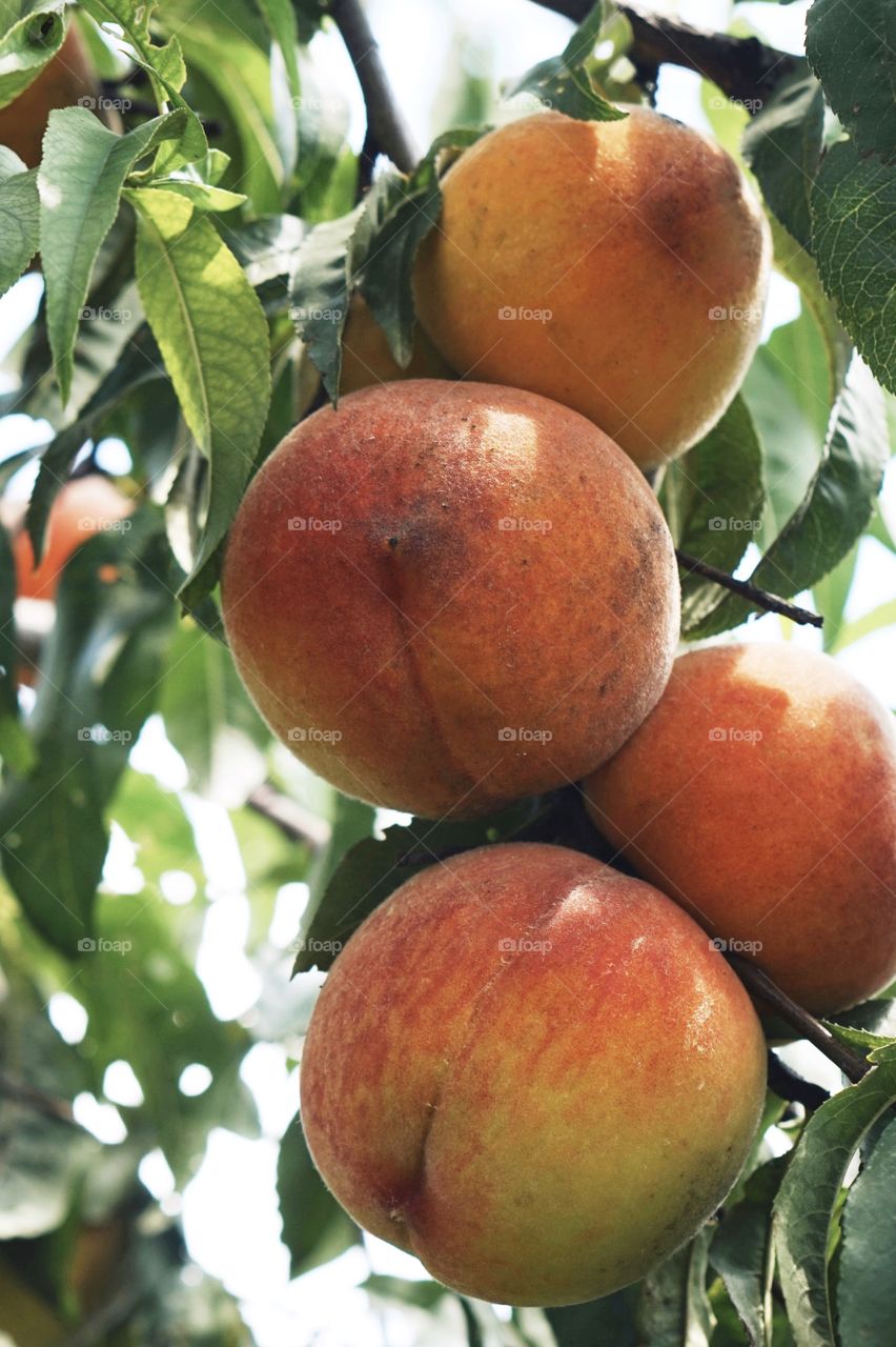 Fresh peaches on the peach tree 