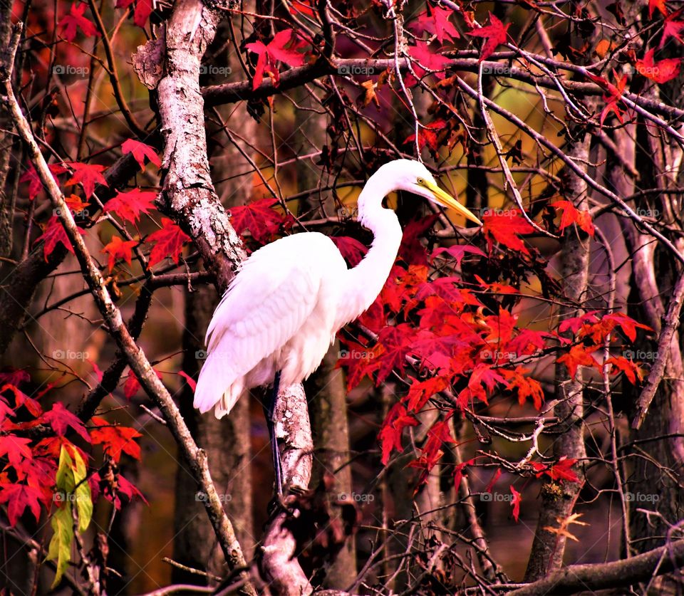 Feathers in the Fall