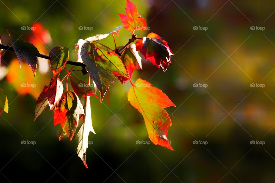 Red maple leaves