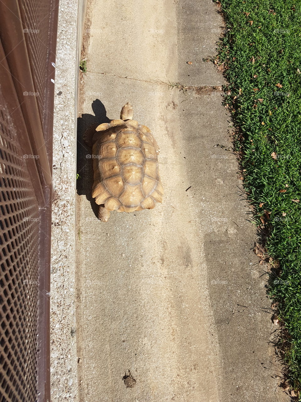 Young Aldabra Tortoise exploring concrete habitat boundary at zoo
