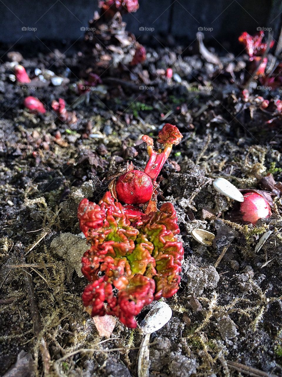 Rhubarb in March