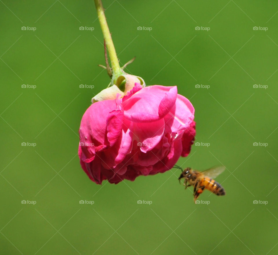 puerto rico bee enjoying a beautiful rose pink rose by AymPhotoS