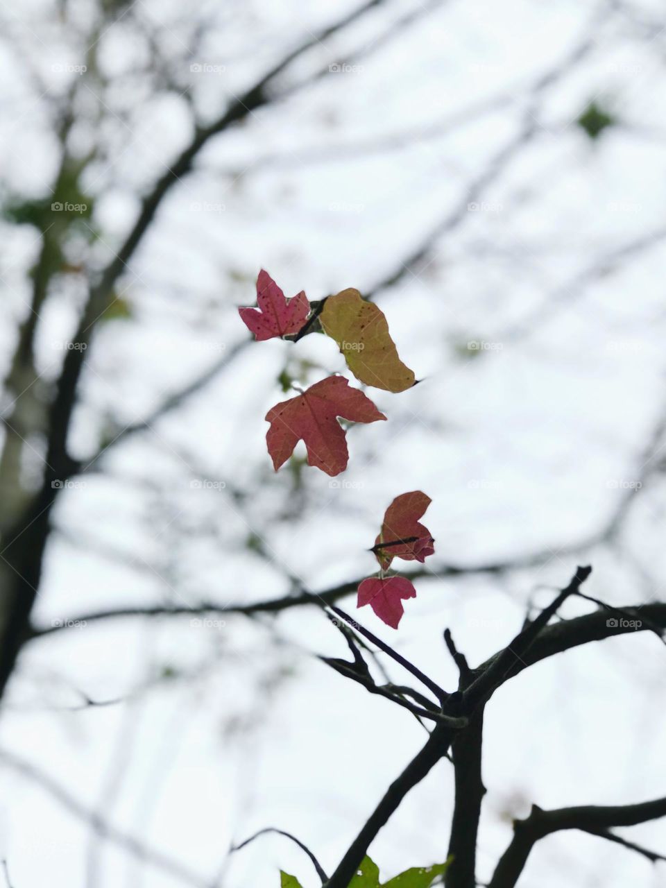 Low angle shot of these autumn foliages .