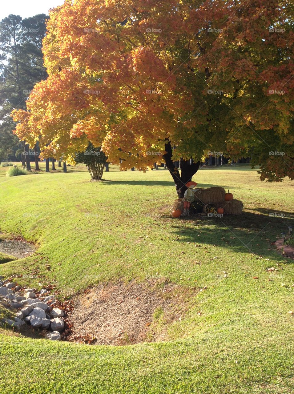 Autumn Tree