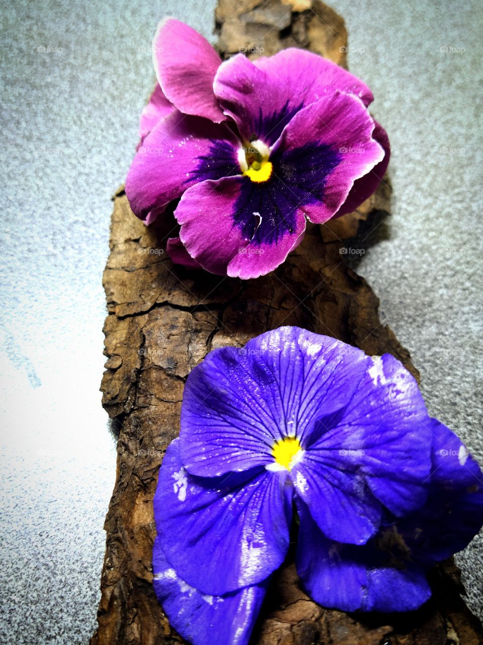 Two flowers of pansies on the bark of a tree