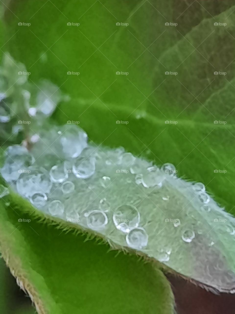 rain drops on fresh leaf of haskap berry