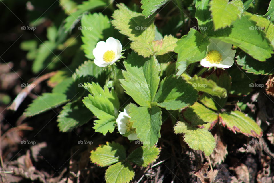 strawberry at the ready