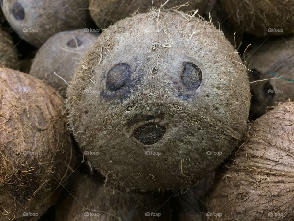Coconut Monkey Face
