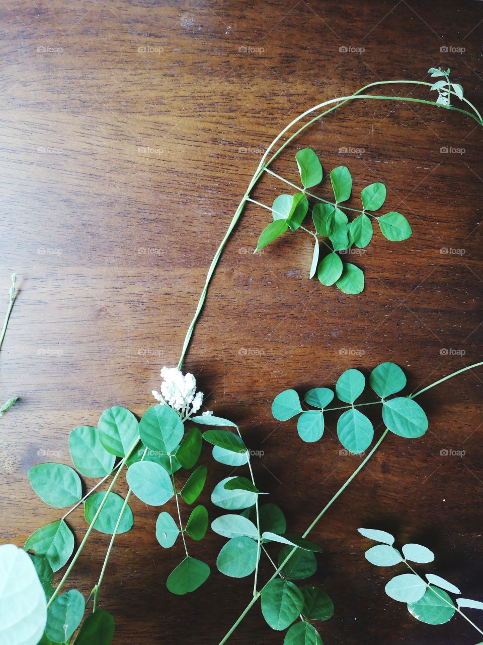 The varieties background.