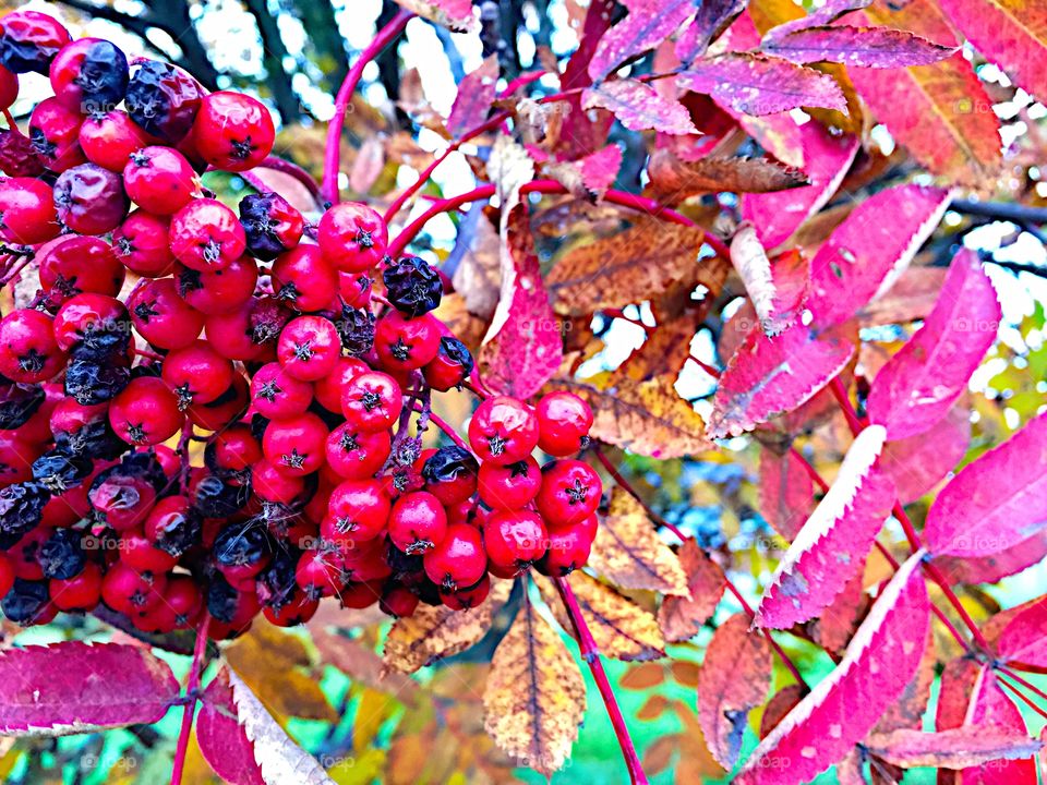 Levels and rowanberry! 