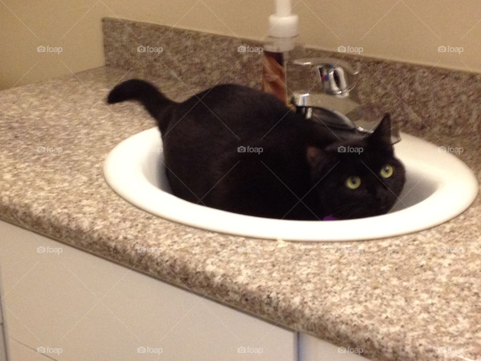 Black cat hides in a sink
