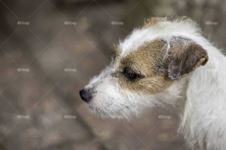 Portrait of white dog On the floor brown brick