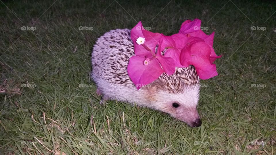 Hedgehog